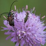 photos/Microcosme animal/BLU_5959.jpg