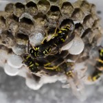 photos/Microcosme animal/BLU_5997.jpg