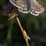 photos/Microcosme animal/BLU_6737.jpg