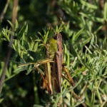 photos/Microcosme animal/BLU_6779.jpg