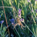 photos/Microcosme animal/BLU_6901.jpg