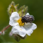 photos/Microcosme animal/IMG_6418.jpg