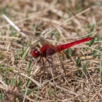 photos/Microcosme animal/IMG_6774.jpg