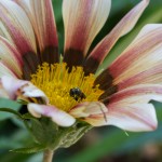 photos/Microcosme animal/IMG_6905.jpg