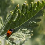 photos/Microcosme animal/IMG_7101.jpg