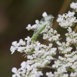 photos/Microcosme animal/IMG_7221.jpg