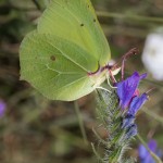 photos/Microcosme animal/IMG_7247.jpg