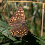 photos/Microcosme animal/IMG_7270.jpg