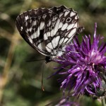 photos/Microcosme animal/IMG_7289.jpg