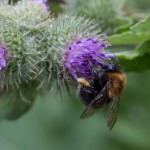 photos/Microcosme animal/IMG_7300.jpg