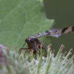 photos/Microcosme animal/IMG_7319.jpg