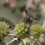 photos/Microcosme animal/IMG_7664.jpg