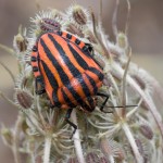 photos/Microcosme animal/IMG_7709.jpg