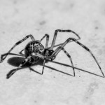 photos/Microcosme animal/IMG_7833.jpg