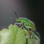 photos/Microcosme animal/IMG_7944.jpg