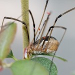 photos/Microcosme animal/IMG_8003.jpg