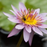 photos/Microcosme animal/IMG_8180.jpg