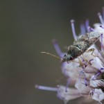 photos/Microcosme animal/IMG_8503.jpg