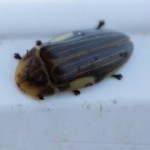 photos/Microcosme animal/IMG_8759.jpg