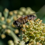 photos/Microcosme animal/MOU_7386.jpg