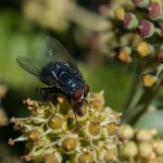 photos/Microcosme animal/MOU_7389.jpg