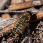 photos/Microcosme animal/MOU_7403.jpg