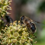 photos/Microcosme animal/MOU_7405.jpg