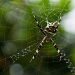 photos/Microcosme animal/P1040305.jpg